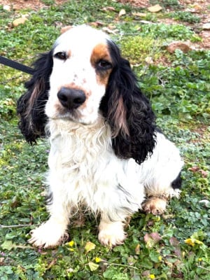 Tornade of Puppydogs Tails