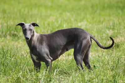 https://chiens-de-france.com/photo/chiens/2026_03/tn200/TN200_2026032618041969c5671367597.jpg