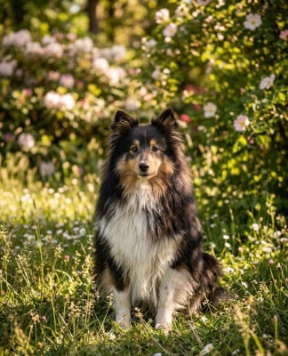 https://chiens-de-france.com/photo/chiens/2026_03/tn200/TN200_2026032717412769c6b3375c65f.jpg