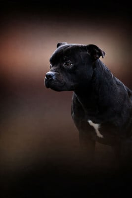 Veasley (Sans Affixe)