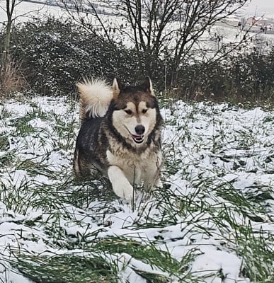 https://chiens-de-france.com/photo/chiens/2026_03/tn200/TN200_2026032812090569c7b6d19bccd.jpg