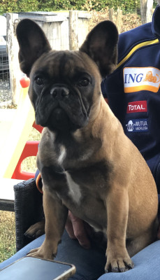 https://chiens-de-france.com/photo/chiens/2026_03/tn200/TN200_2026032913394969c90f8501c6f.jpg