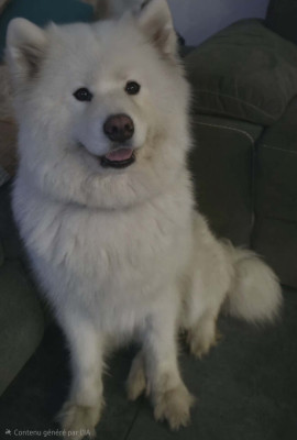 https://chiens-de-france.com/photo/chiens/2026_03/tn200/TN200_2026032914012369c91493a40ac.jpg
