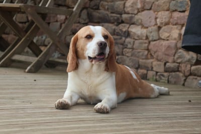 Uno Du Paradis d'Anais