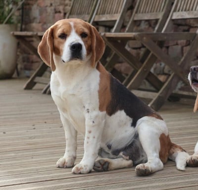 https://chiens-de-france.com/photo/chiens/2026_03/tn200/TN200_2026033010555369ca3a997ffdb.jpg