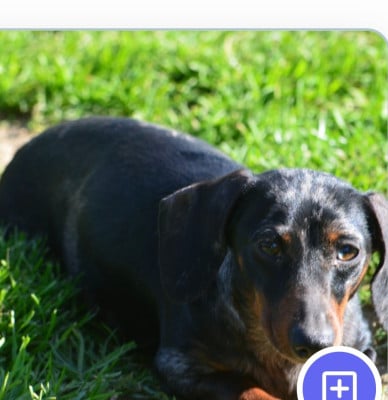 https://chiens-de-france.com/photo/chiens/2026_03/tn200/TN200_2026033020354569cac281bb7d4.jpg