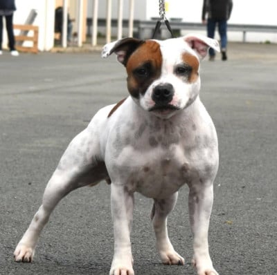 https://chiens-de-france.com/photo/chiens/2026_03/tn200/TN200_2026033112091369cb9d494d94b.jpg