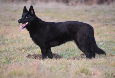 https://chiens-de-france.com/photo/chiens/2026_03/tn200/TN200_2026033112353669cba3789ff74.jpg