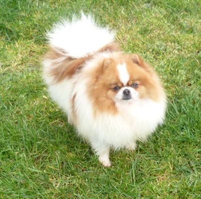 https://chiens-de-france.com/photo/chiens/2026_03/tn200/TN200_2026033112525969cba78b28f8e.jpg
