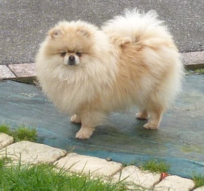 https://chiens-de-france.com/photo/chiens/2026_03/tn200/TN200_2026033113140969cbac81742e1.jpg