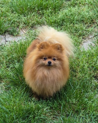 https://chiens-de-france.com/photo/chiens/2026_03/tn200/TN200_2026043016205069f36542677bd.jpg