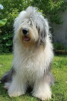 https://chiens-de-france.com/photo/chiens/2026_03/tn200/TN200_202605112127506a022db6ec1da.jpg