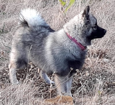 https://chiens-de-france.com/photo/chiens/2026_03/tn200/TN200_202605290949026a1944eebb497.jpg