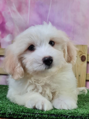 https://chiens-de-france.com/photo/chiens/2026_03/tn200/TN200_202606121541226a2c0c823e771.jpg