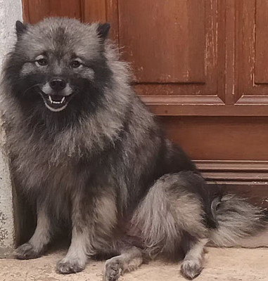 https://chiens-de-france.com/photo/chiens/2026_03/tn200/TN200_202606190158076a34860f609f2.jpg