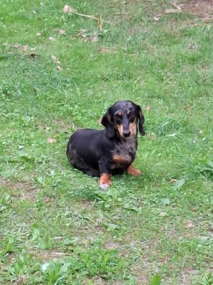 https://chiens-de-france.com/photo/chiens/2026_03/tn200/TN200_202606271802456a3ff425c18d5.jpg