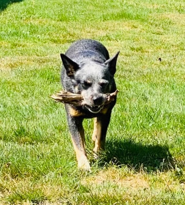 Tallulah Supreme Du Second Souffle