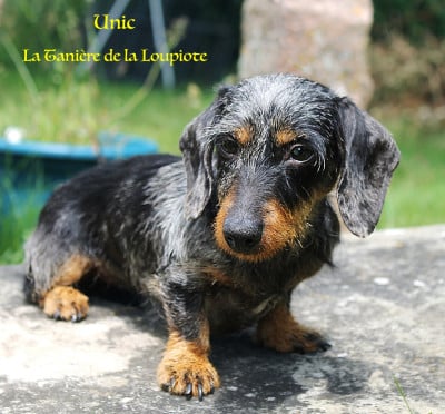 https://chiens-de-france.com/photo/chiens/2026_04/tn200/TN200_2026040313330969cfa5757093a.jpg