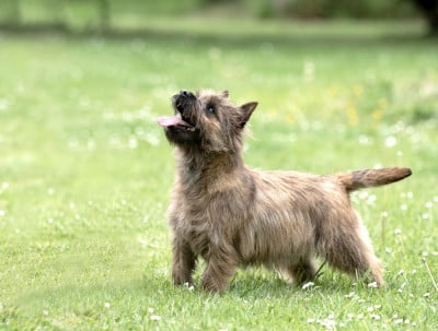 https://chiens-de-france.com/photo/chiens/2026_04/tn200/TN200_2026040315252469cfbfc4133bd.jpg