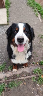 https://chiens-de-france.com/photo/chiens/2026_04/tn200/TN200_2026040512535069d23f3e6c3ab.jpg