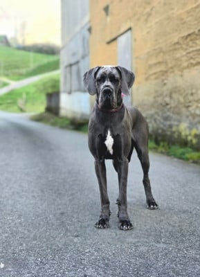 https://chiens-de-france.com/photo/chiens/2026_04/tn200/TN200_2026040523004369d2cd7b8e427.jpg