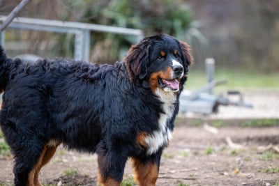 VOLT de la Lumière d'Eden