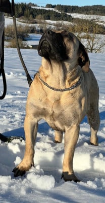 https://chiens-de-france.com/photo/chiens/2026_04/tn200/TN200_2026040617183469d3ceca5bc57.jpg
