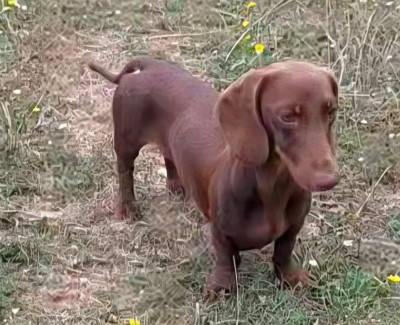 MAGIC GOLDGODS COOPER