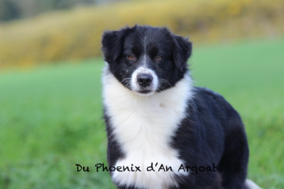 https://chiens-de-france.com/photo/chiens/2026_04/tn200/TN200_2026040719290869d53ee49d2ba.jpg