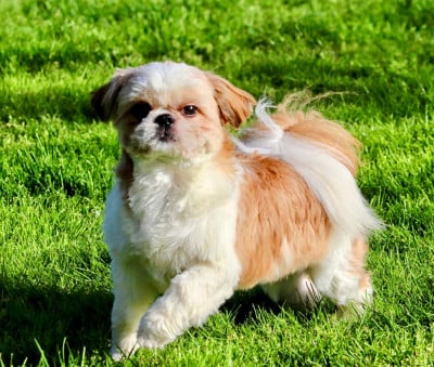https://chiens-de-france.com/photo/chiens/2026_04/tn200/TN200_2026040722345169d56a6b72c94.jpg
