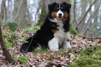 https://chiens-de-france.com/photo/chiens/2026_04/tn200/TN200_2026040814465069d64e3adf757.jpg