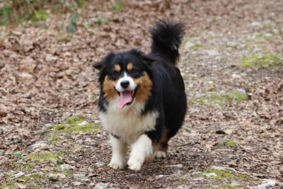 https://chiens-de-france.com/photo/chiens/2026_04/tn200/TN200_2026040815050169d6527dc1e94.jpg