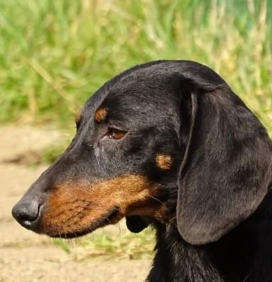 darko von holschendorf von holschendorf