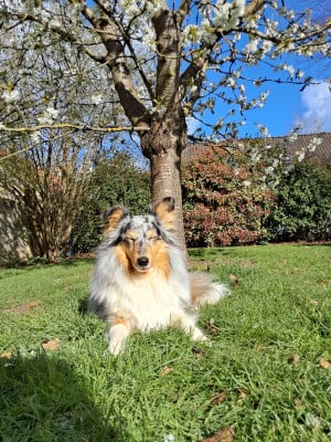 https://chiens-de-france.com/photo/chiens/2026_04/tn200/TN200_2026040817333869d67552a8e46.jpg