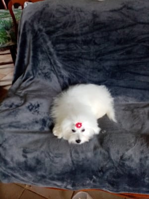 https://chiens-de-france.com/photo/chiens/2026_04/tn200/TN200_2026040909524269d75aca0676b.jpg