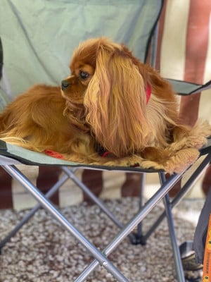 https://chiens-de-france.com/photo/chiens/2026_04/tn200/TN200_2026040911134369d76dc7dd6b4.jpg