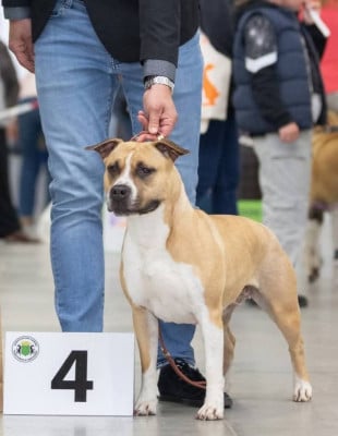 https://chiens-de-france.com/photo/chiens/2026_04/tn200/TN200_2026040918354469d7d56083c85.jpg
