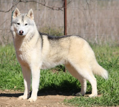 Kevin's Dream Valerion