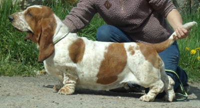 https://chiens-de-france.com/photo/chiens/2026_04/tn200/TN200_2026041018265569d924cf3aad1.jpg
