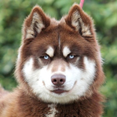 Liubov's Wolf