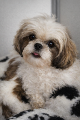 https://chiens-de-france.com/photo/chiens/2026_04/tn200/TN200_2026041209404969db4c8139a07.png