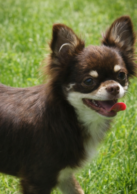 https://chiens-de-france.com/photo/chiens/2026_04/tn200/TN200_2026041209441869db4d526befd.png