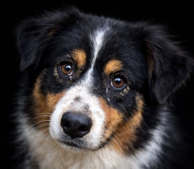 https://chiens-de-france.com/photo/chiens/2026_04/tn200/TN200_2026041210262069db572c9f27a.jpg