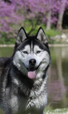 Varos dit Yuki Zorsky