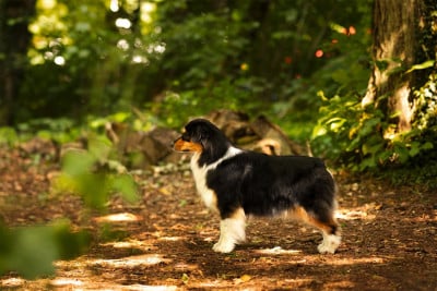 https://chiens-de-france.com/photo/chiens/2026_04/tn200/TN200_2026041311321869dcb8220261f.jpg
