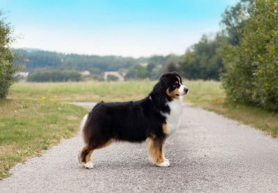 https://chiens-de-france.com/photo/chiens/2026_04/tn200/TN200_2026041412461269de1af4f359a.jpg