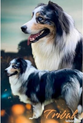 Tribal (Sans Affixe)