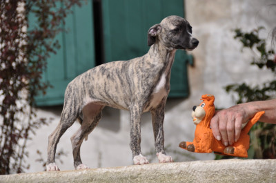 https://chiens-de-france.com/photo/chiens/2026_04/tn200/TN200_2026041509154969df3b252bbe8.jpg