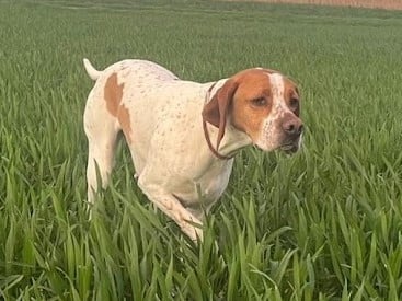 https://chiens-de-france.com/photo/chiens/2026_04/tn200/TN200_2026041515064769df8d67127ca.jpg