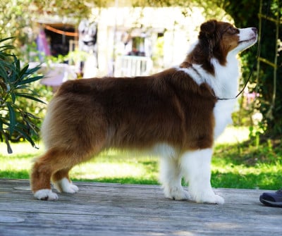 https://chiens-de-france.com/photo/chiens/2026_04/tn200/TN200_2026041517323769dfaf95ae276.jpg